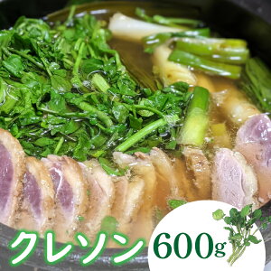 yӂ邳Ɣ[Łz N\ 600g kCEEւ̔zs wsӂ邳Ɣ[  ₳ N\ t킹 R u  DSL005