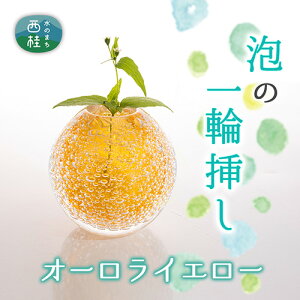 yӂ邳Ɣ[Łz xmR[ŏɎqEl1_dグÄ֑}yI[CG[z ^ KX Ԋ H|i 󒍐Y  R