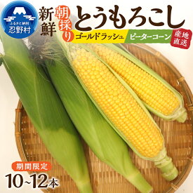 【ふるさと納税】【※2024年先行予約】 とうもろこし コーン 朝採り 人気 トウモロコシ ゴールドラッシュ ピーターコーン とうきび 野菜 お取り寄せ スイートコーン 産地直送 新鮮 ギフト プレゼント 贈り物 贈答 自宅用 食用 送料無料 ※沖縄県、離島不可 山梨県 忍野村