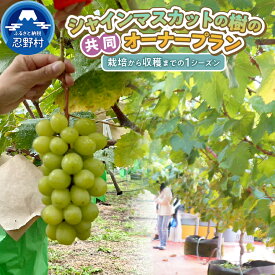 【ふるさと納税】 シャインマスカット 共同 オーナープラン 栽培 収穫 ぶどう狩り 葡萄 観察日記 自由研究 家族 ファミリー 体験 忍野村産 送料無料 山梨県 忍野村