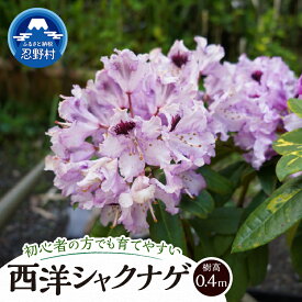 【ふるさと納税】 シャクナゲ 植木 植物 樹木 西洋 常緑 低中木 0.4m 花木の女王 ガーデニング ロックガーデン 苗 庭木 送料無料 山梨県 忍野村