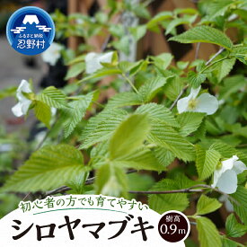 【ふるさと納税】 シロヤマブキ 植木 植物 樹木 落葉中低木 0.9m 白い花 白ヤマブキ ガーデニング 苗 庭木 送料無料 山梨県 忍野村