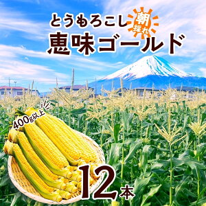 yӂ邳Ɣ[Łz 2026Ns\ Ƃ낱 b S[h 400gȏ × 12{ x gERV XC[gR[ 冋o CG[R[  Ė Â W[V[   {