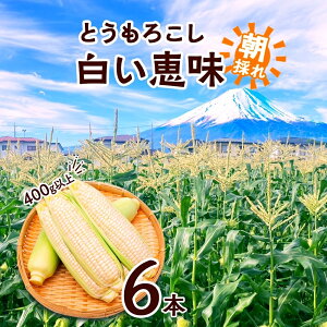 yӂ邳Ɣ[Łz 2026Ns\ Ƃ낱 b zCg 400gȏ×6{ x gERV XC[gR[ 冋o  R[ Ė W[V[   Â { Yn