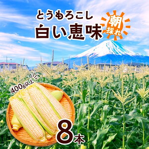 yӂ邳Ɣ[Łz 2026Ns\ Ƃ낱 b zCg 400gȏ×8{ x gERV XC[gR[ 冋o R[  Ė W[V[   Â { Yn