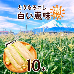 yӂ邳Ɣ[Łz 2026Ns\ Ƃ낱 b zCg 400gȏ×10{ v4kgȏ x gERV XC[gR[ 冋o R[  Ė W[V[   