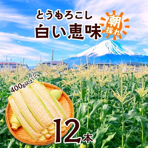 yӂ邳Ɣ[Łz 2026Ns\ Ƃ낱 b zCg 400gȏ×12{ x gERV XC[gR[ 冋o R[  Ė W[V[   Â { Yn