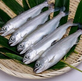 楽天市場 ヒメマス 食品 の通販