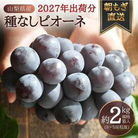 【ふるさと納税】 【2027年発送先行予約】朝もぎ直送！『種なしピオーネ』3〜5房（約2kg規格箱入り）《ぶどう 先行予約》産地直送 フルーツ 果物 甘い 旬 新鮮 朝採れ ジューシー 種無し 種なしぶどう 送料無料 山梨 やまなし 歴史と伝統を受け継ぐ達人のこだわり葡萄