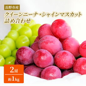 【ふるさと納税】ぶどう 先行予約 長野市産 クイーンニーナ シャインマスカット 2房（約1kg） 詰合わせ セット お楽しみ 食べ比べ 葡萄 ブドウ 果物 フルーツ デザート おやつ 信州 大粒 高糖度 食べ比べ 2026年秋発 　お届け：2026年9月下旬～10月中下旬
