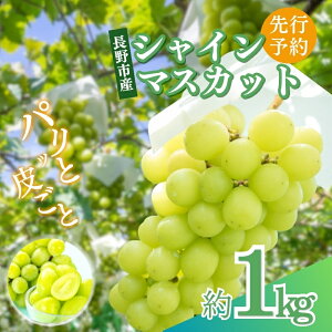 yӂ邳Ɣ[ŁzԂǂ s\ sY VC}XJbg 1kg 2025N9{菇  uhE t[c ʕ VC }XJbg fU[g  MB ICό