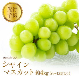 【ふるさと納税】2026年産ぶどう シャインマスカット 約4kg 6～12房入り 葡萄 ブドウ シャイン マスカット 果物 フルーツ デザート おやつ 種なし 信州 2026年秋発送 　お届け：2026年9月下旬～10月下旬