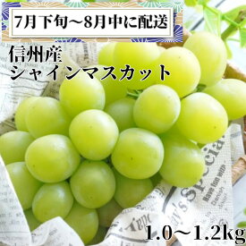 【ふるさと納税】2024年先行予約 シャインマスカット2房 7月下旬～8月上旬発送　【 果物 デザート フルーツ ぶどう マスカット 宝石 パリッ 甘さ 酸味 】　お届け：2024年7月下旬～8月下旬まで