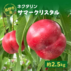 �y�ӂ邳�Ɣ[�Łz2026�N���� ����s�Y�l�N�^�����u�T�}�[�N���X�^���v��2.5kg �@���͂��F2026�N7����{�`���{