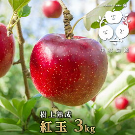 【ふるさと納税】2026年産先行予約 りんご 3kg 樹上熟成 紅玉 林檎 リンゴ 果物 くだもの フルーツ 旬の果物 旬のフルーツ 季節の果物 季節のフルーツ 美味しい果物 長野県産 長野県産りんご 紅玉リンゴ 信州 長野 長野県 長野市　お届け：2026年9月下旬～10月末