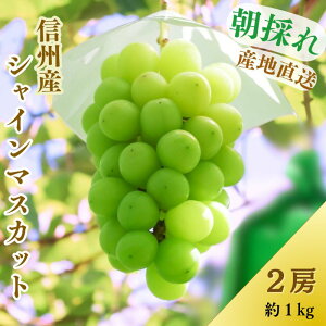 yӂ邳Ɣ[ŁzsYVC}XJbg1kgi2[j Ԃǂ uhE  }XJbg 쌧Y t[c ʕ@͂F2025N9{`10{