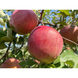 【ふるさと納税】信州りんご・サンふじ（訳あり品・家庭食用）約5kg（12個～20個）長野市 特産品 果物 フルーツ お取り寄せ　お届け：2026年11月中旬～12月下旬まで