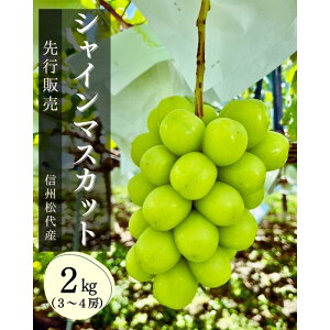 yӂ邳Ɣ[ŁzԂǂ VC}XJbg2kg ʕ MB 쌧 s @͂F9{`10{