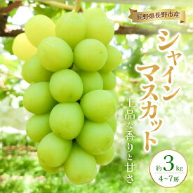 【ふるさと納税】長野県長野市産シャインマスカット 約3kg 4房～7房 シャイン マスカット 葡萄 ぶどう 果物 フルーツ 信州　お届け：2025年9月下旬～10月下旬