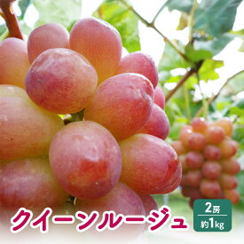 【ふるさと納税】2026年産先行予約 クイーンルージュ(R) 2房 約1kg ぶどう 葡萄 フルーツ 果物 長野市　お届け：2026年9月上旬～11月中旬