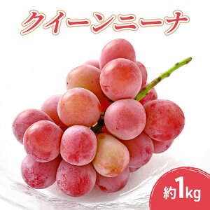 �y�ӂ邳�Ɣ[�Łz�N�C�[���j�[�i 1kg �ʕ� �t���[�c �Ԃǂ� ���쌧�@���͂��F2026�N9�����{�`10�����{