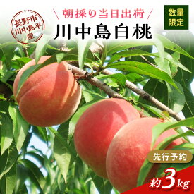 【ふるさと納税】【先行予約】【数量限定】【朝採り当日出荷】信州・長野市川中島平産 もも「川中島白桃」約3kg（8～10玉） 2026年8月20日前後より順次発送　お届け：2026年8月下旬～8月下旬まで