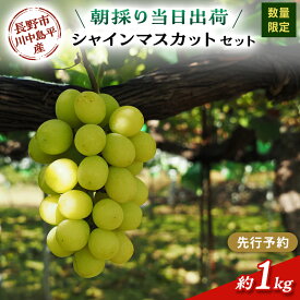 【ふるさと納税】【先行予約】【数量限定】【朝採り当日出荷】信州・長野市川中島平産 ぶどう「シャインマスカット」セット 約1kg（2房） 2026年9月下旬より順次発送　お届け：2026年9月下旬～10月下旬まで