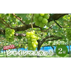 【ふるさと納税】長野市産 シャインマスカット（贈答用） 2房【2026年9月下旬頃発送予定】