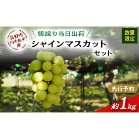 【ふるさと納税】シャインマスカット　約1kg（2房）