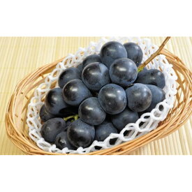 【ふるさと納税】長野市産 ナガノパープル ＜ 選べる 1kg ／ 2kg ＞【2026年9月以降出荷分】果物 くだもの フルーツ デザート 種無し 大粒 旬 長野市 | 果物 ぶどう フルーツ 食後 デザート おやつ