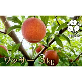 【ふるさと納税】【8月下旬発送 先行予約】ワッサー 3kg | 桃 ネクタリン 黄桃 硬い桃 果物 くだもの フルーツ 旬の果物 旬のフルーツ 季節の果物 季節のフルーツ 美味しい果物 長野県産 信州 長野 長野県 長野市