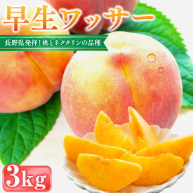 【ふるさと納税】前島農家　早生ワッサー約3kg（12個～13個） | 桃 フルーツ 果物 旬 人気 おすすめ ギフト プレゼント 送料無料 長野県 長野市 信州 信濃 ふるさと納税