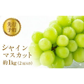 【ふるさと納税】2026年産 ぶどう シャインマスカット 約1kg 2房入り 葡萄 ブドウ シャイン マスカット 果物 フルーツ デザート おやつ 種なし 信州 2026年秋発送 | 葡萄 シャインマスカット 果物 フルーツ 種なし 長野 信州 ふるさと納税