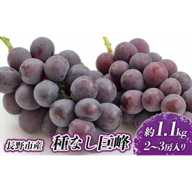 【ふるさと納税】長野市産 種なし巨峰 約1.1kg【2026年9月中旬以降出荷分】 | ぶどう 巨峰 種なし 定番 人気 おすすめ 葡萄 ブドウ フルーツ 果物 濃厚 ブルーム 新鮮 長野県 長野市 信州 信濃 ふるさと納税