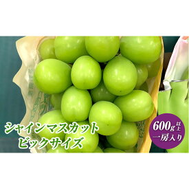 【ふるさと納税】2026年産 ぶどう 長野市産 シャインマスカット ビックサイズ 一房入り 600g以上 葡萄 ブドウ 果物 フルーツ デザート おやつ 信州 大房 大粒 上品な香り | ぶどう 葡萄 ブドウ 果物 フルーツ 長野県 長野市 信州 信濃 ふるさと納税