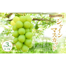 【ふるさと納税】2026年産　長野県長野市産シャインマスカット 約3kg 4房～7房 シャイン マスカット 葡萄 ぶどう 果物 フルーツ 信州 | シャインマスカット ぶどう 果物 フルーツ ブドウ 人気 おすすめ 長野 信州 ふるさと納税