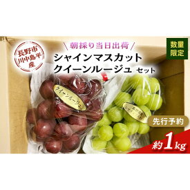 【ふるさと納税】牧野果樹園　【セット】シャインマスカット、クイーンルージュセット　約1kg（2房） | ぶどう シャインマスカット クイーンルージュ フルーツ 果物 セット 食べ比べ 希少 人気 おすすめ ギフト プレゼント 送料無料 長野県 長野市 信州 信濃 ふるさと納税