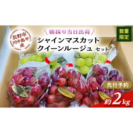 【ふるさと納税】牧野果樹園　【セット】シャインマスカット、クイーンルージュセット　約2kg（4～5房） | ぶどう シャインマスカット クイーンルージュ フルーツ 果物 セット 食べ比べ 希少 人気 おすすめ ギフト プレゼント 送料無料 長野県 長野市 信州 信濃