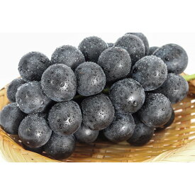 【ふるさと納税】ナガノパープル約1kg 以上【2026年9月以降発送予定】(さらしな青果) | ぶどう ナガノパープル オリジナル 人気 おすすめ 葡萄 ブドウ フルーツ 果物 種なし 皮ごと 大粒 旬 ギフト プレゼント 長野県 長野市 信州 信濃 ふるさと納税