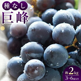 【ふるさと納税】2026年産 ぶどう 種なし 巨峰 約 2kg 箱3～6房入り 巨峰種無し フルーツ 果物 旬 ブドウ 葡萄 おやつ 信州 長野県 長野市 2026年 秋発送 長野県長野市 | ぶどう 種なし フルーツ 人気 おすすめ 長野 信州 ふるさと納税