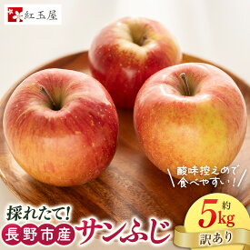 【ふるさと納税】紅玉屋 長野市産【訳あり】サンふじ5kg【2026年12月上旬以降の出荷分】（紅玉屋）