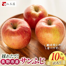 【ふるさと納税】紅玉屋　長野市産【訳あり】サンふじ10kg【2026年12月上旬以降の出荷分】（紅玉屋）
