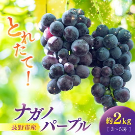 【ふるさと納税】ナガノパープル2kg　3-5房 | ぶどう フルーツ 果物 国産 人気 おすすめ ギフト プレゼント 送料無料 長野県 長野市 信州 信濃 ふるさと納税