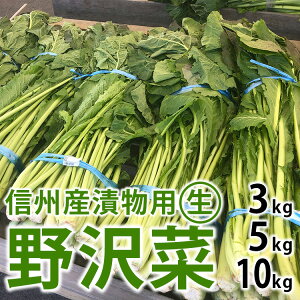 【ふるさと納税】【選べる容量】信州松本市産 漬物用「生の野沢菜」3kg or 5kg or 10kg|ふるさと納税 長野県 松本市 野沢菜 野菜 漬物 信州 信州名物 野沢菜漬け