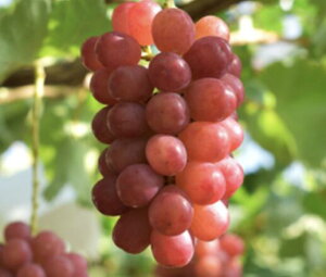 �y�ӂ邳�Ɣ[�Łz �y��s��t�F2026�N�����z���{�s�Y �����p �N�C�[�����[�W��R1.5kg�i2~3�[�j | ���I �����p �ʕ� �t���[�c �Ԃǂ� ���� �v���[���g �N�C�����[�W�� ���쌧 ���{�s �ӂ邳�Ɣ[