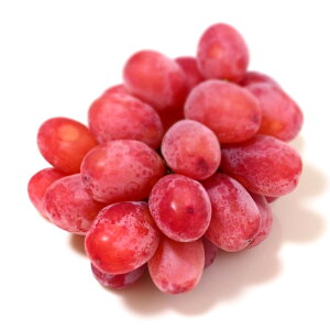 �y�ӂ邳�Ɣ[�Łz�y��s��t�F2026�N�����z�M�B�Y �N�C�[�����[�W��R �ƒ�p ��1.2kg(2�[�`3�[) �b �ӂ邳�Ɣ[�� ���{�s �Ԃǂ� ���� �N�C�[�����[�W�� �ʕ� �t���[�c �V�N �M�B�Y