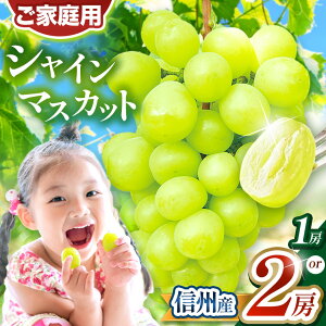 yӂ邳Ɣ[Łz  | Iׂ MBY VC}XJbg 1[`2[i  500g ` 1kg j b ӂ邳Ɣ[ 쌧 {s MBY Ԃǂ t[c lC  Ȃ 炲ƐHׂ Yn