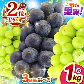 【ふるさと納税】【先行受付：2026年発送】長野県産 ぶどう 選べる 品種 3種類 ｜ ぶどう 葡萄 ナガノパープル シャインマスカット 黄華 おうか 果物 フルーツ 種無し 新鮮 信州産 先行予約 選べる種類 長野県 松本市 ふるさと納税