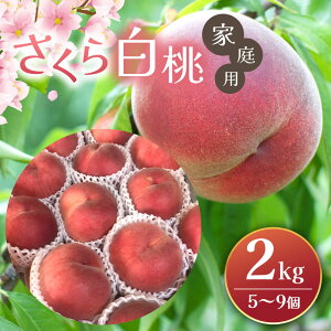 �y�ӂ邳�Ɣ[�Łz�y��s��t�F2026�N�����z�����甒�� 2kg(5�`9��)�b�ӂ邳�Ɣ[�� �M�B ���{ ���� ���� �� �s�[�` �ʕ� �t���[�c �Â� ��������