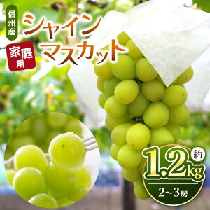 �y�ӂ邳�Ɣ[�Łz�y��s��t�F2026�N�����z�M�B�Y �V���C���}�X�J�b�g ��1.2kg(2�[�`3�[) �M�t�g�p �b�ӂ邳�Ɣ[�� �M�B ���{ �V���C���}�X�J�b�g ��� �Â� �ʕ� �t���[�c �Â� �������� �M�t